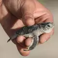 Плаж, тънещ в пластмаса, се превърна в рай за костенурки (СНИМКИ)