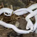 Китаец отгледа двуглава змия