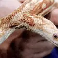 Необичайно дело на природата – двуглава змия