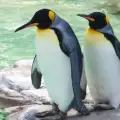 Кралски пингвин има фобия от вода