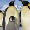 Климатичните промени влияят на навиците на пингвините