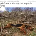 Сериен убиец на кучета вилнее в Гърция! Оказа се българин