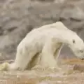 Снимката на тази умираща мечка доказа глобалното затопляне