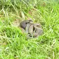 Поверия за усойниците - какво трябва да знаем за опасната змия?