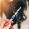Трябва ли да ваксинираме кучето и котката?