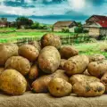 Как се садят картофи?