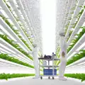 Вертикалното земеделие е бъдещето