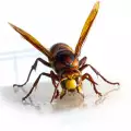 Най-опасните жилещи насекоми