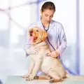 10 причини да кастрирате кучето си