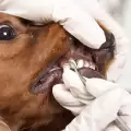 Почистване на зъбен камък при куче
