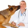 Как да почистя рана на куче