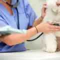 Синдром на Кушинг при кучетата - симптоми и лечение