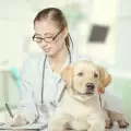 Диария при малко кученце - причини и лечение