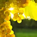 Кои са мускатовите сортове грозде