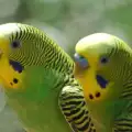 Грижи за вълнистите папагалчета през зимата