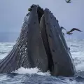 Гърбат Кит - всичко за морския гигант