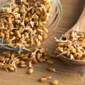 Покълналата пшеница – ползи за здравето и противопоказания