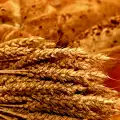 Пшеницата по световните пазари поевтинява