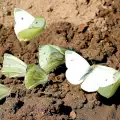 Борба с бяла пеперуда в градината