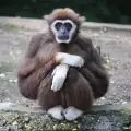 Необичаен посетител изплаши маймуните в британски зоопарк