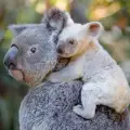 Рядка бяла коала се роди в австралийска зоологическа градина