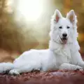 Име за бяло куче