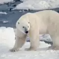 В Сибир обявиха война на белите мечки