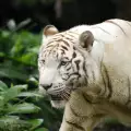 Свойства на тигровото око в годината на Тигъра