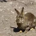 Защо заекът има рани по ушите?