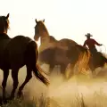 В Чепеларско село ще развиват конен туризъм