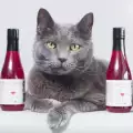 Създадоха вино, от което може да си пийват и котки