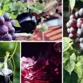 Характеристики на най-популярните сортове грозде