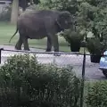 Избягал от цирка слон паникьоса деца и родители на детска площадка