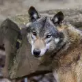 Значение и интерпретация на койота в сънищата
