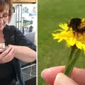 Жена спаси земна пчела и спечели приятелството ѝ