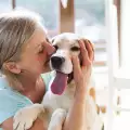 Притежанието на куче добавя години към живота ви