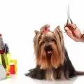 Как сами да подстрижем куче?