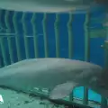 Бебе кит починa заради небрежност на служители от аквапарк