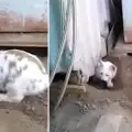 Смел заек спаси коте в беда (СНИМКИ)
