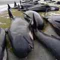 Стотици китове загинаха на плаж в Нова Зелендия