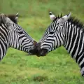 Пълен резил! Зоопарк пробутва боядисани магарета за зебри (СНИМКИ)