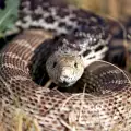 Кои са отровните змии в България?