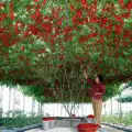 Фантастично доматено дърво ражда по 14 000 домата