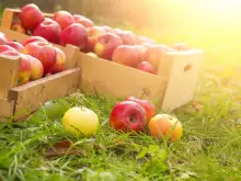 Яжте ябълки през есента