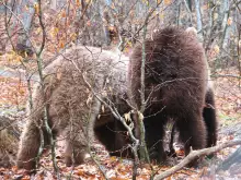 Tourist Boom in the Bear Park Near Belitsa