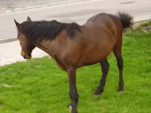 Атрактивен преход на кон предлагат във Врачанския балкан