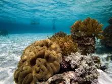 Големият бариерен риф е в опасност заради Ел Ниньо