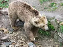 Dancing Bear Park in Belitsa gets other three bears