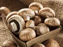 Mushroom Picking Begins in the Razlog Region