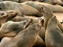 Резерват на тюлените Кейп Крос (Cape Cross)